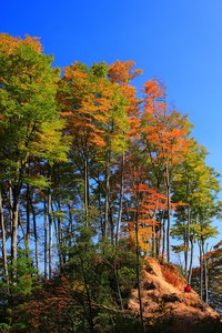 利勒斯特主场失利，欧冠希望渺茫：冰冷现实下的绝境求生