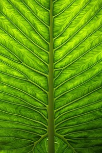 利勒斯特主场失利，欧冠希望渺茫：冰冷现实下的绝境求生